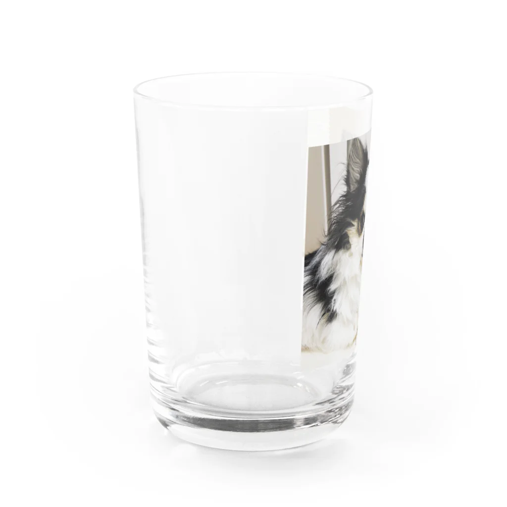 チワワのクレバーさんのチワワのクレバーさん Water Glass :left