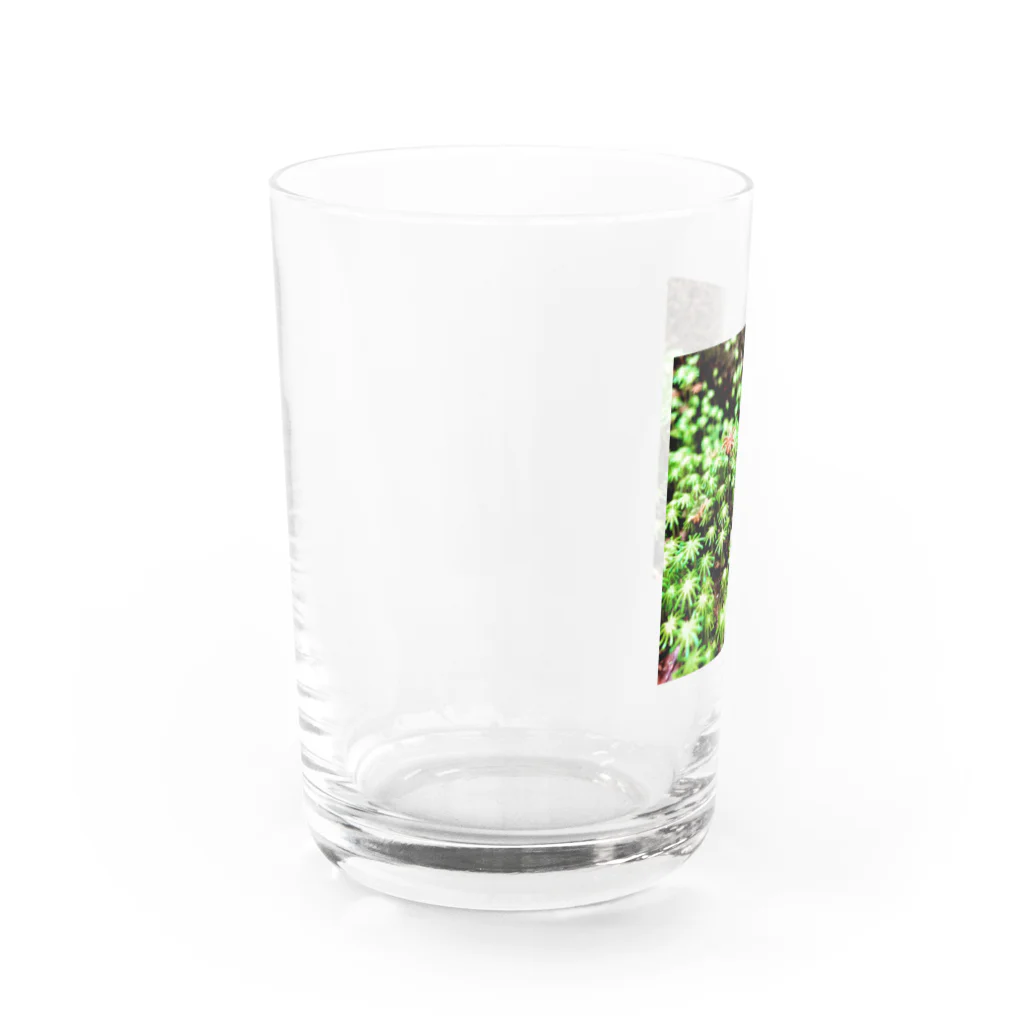 POTSUNEN の小さな世界 Water Glass :left