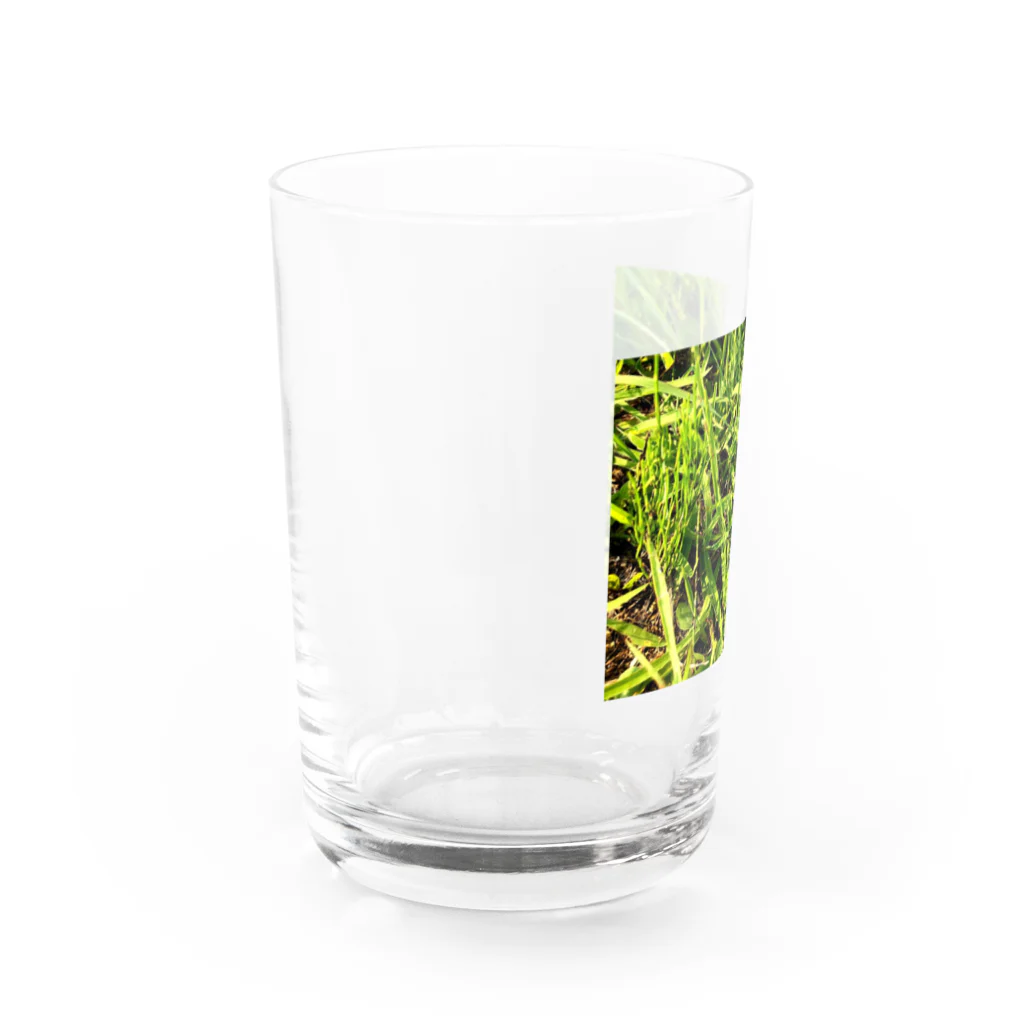 sisoの隠れてカエル Water Glass :left