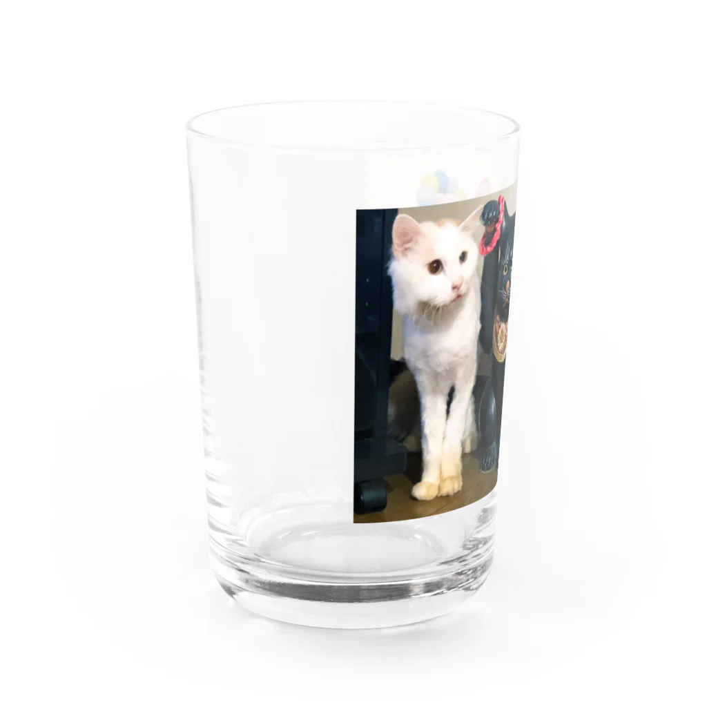 うちの猫ら　2号店のおかき Water Glass :left