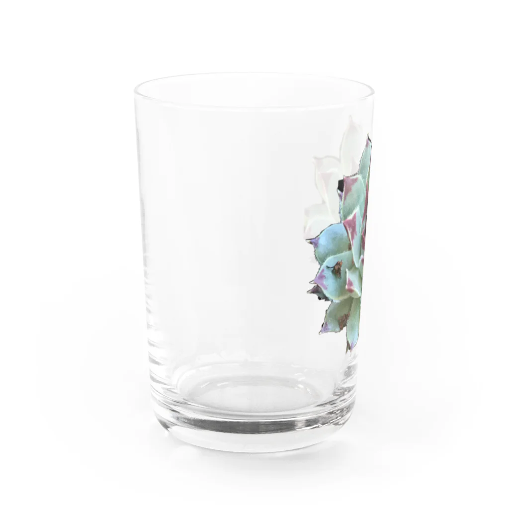 nanachan777の多肉植物　綾桜 Water Glass :left