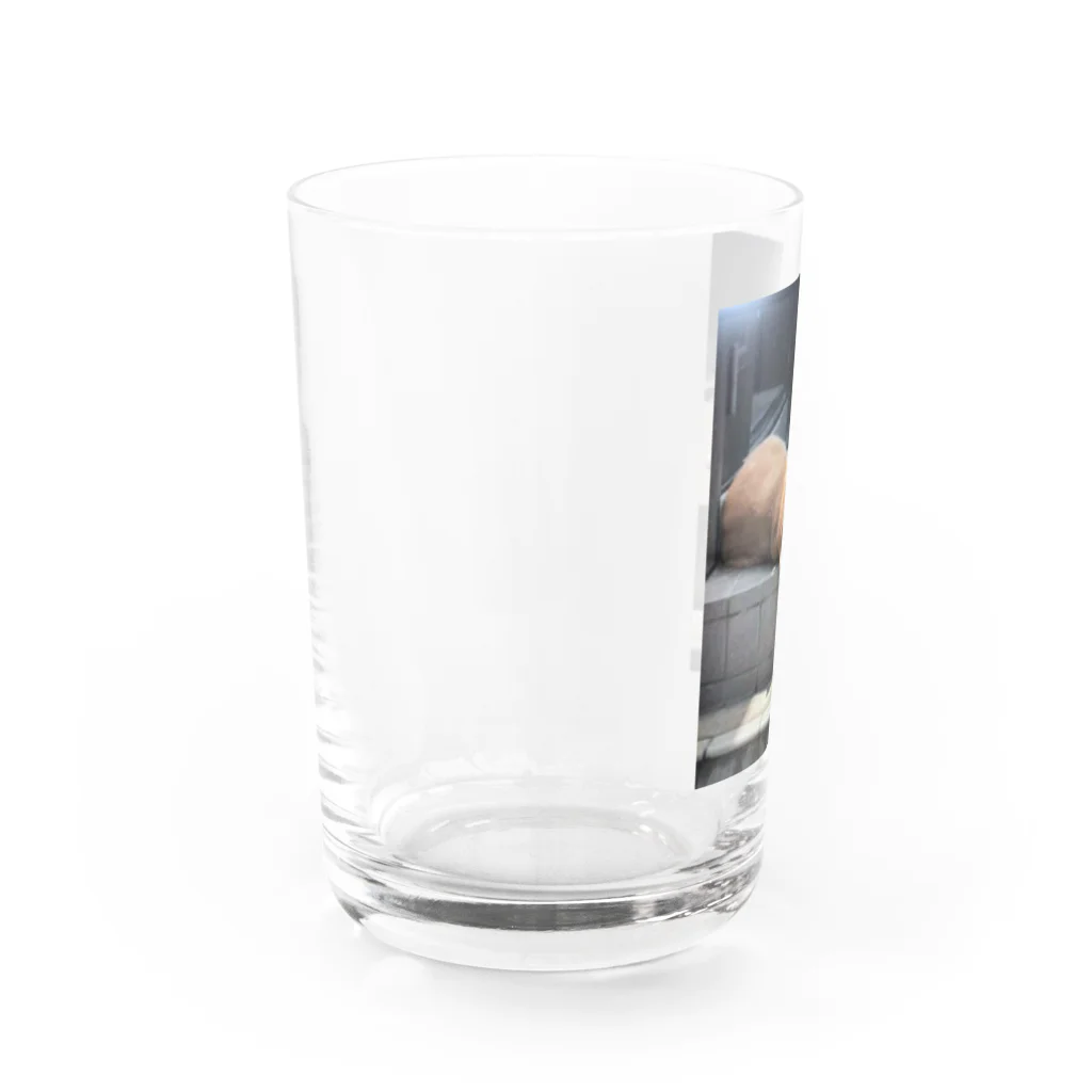 ばにーすぺーの日向ぼっこで寝落ち　近所のわんこ Water Glass :left