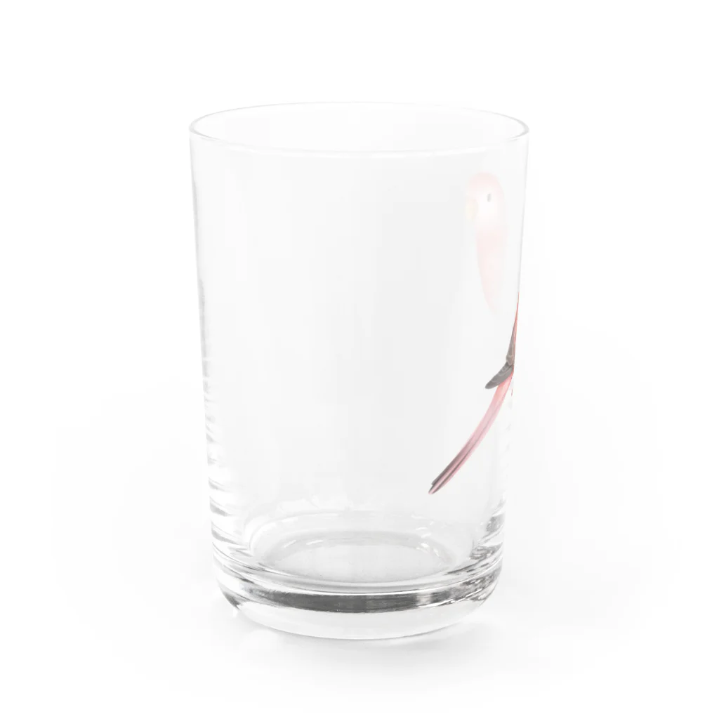 まめるりはことりのアキクサインコ　ピンク【まめるりはことり】 Water Glass :left