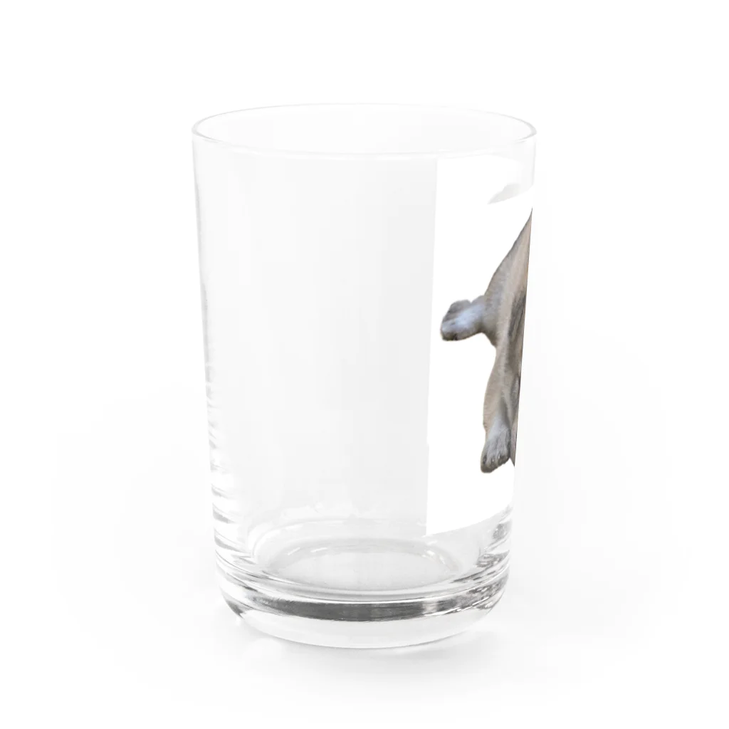 良々のぷーちゃん(雑種犬) Water Glass :left