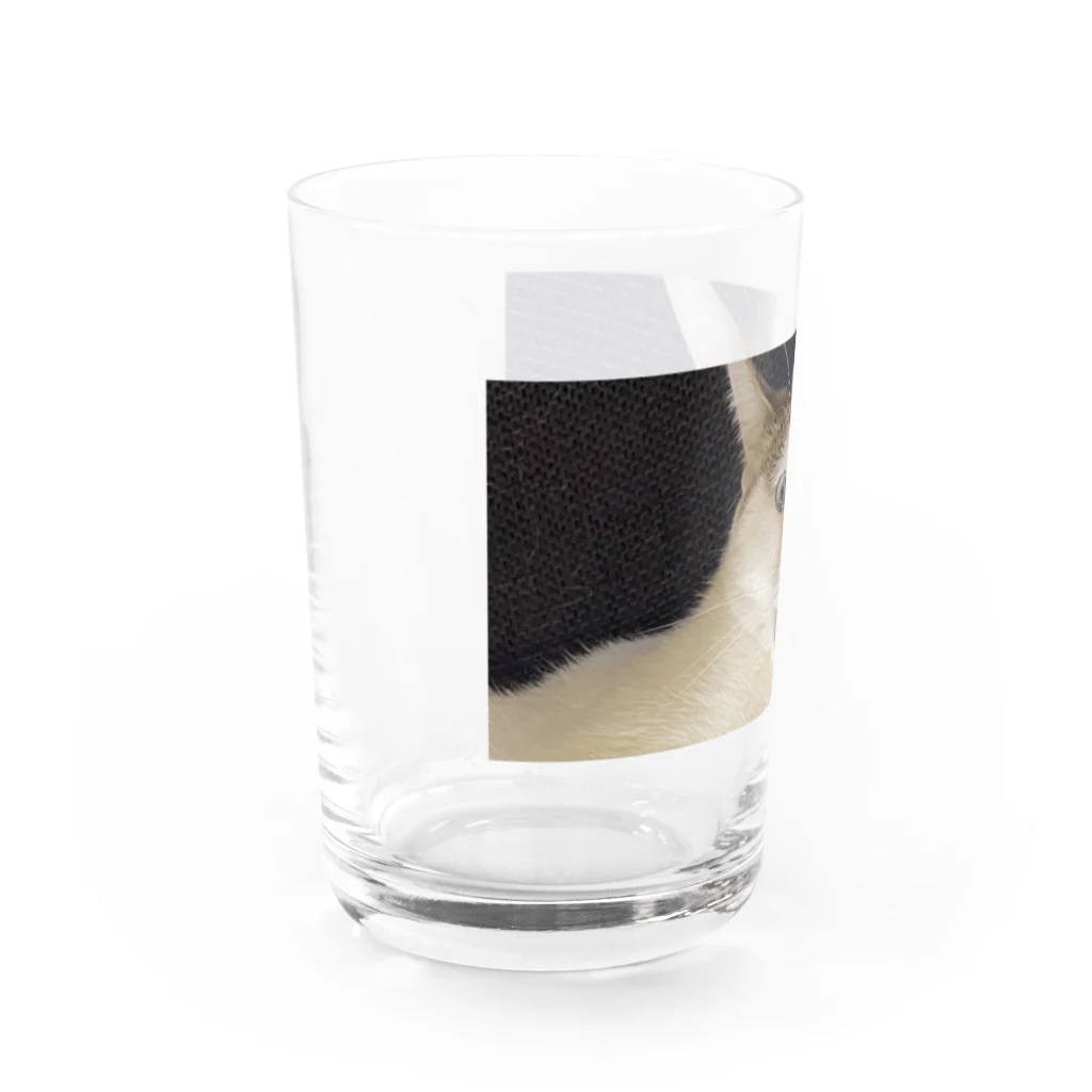 白猫オッドアイショップの白猫オッドアイ Water Glass :left