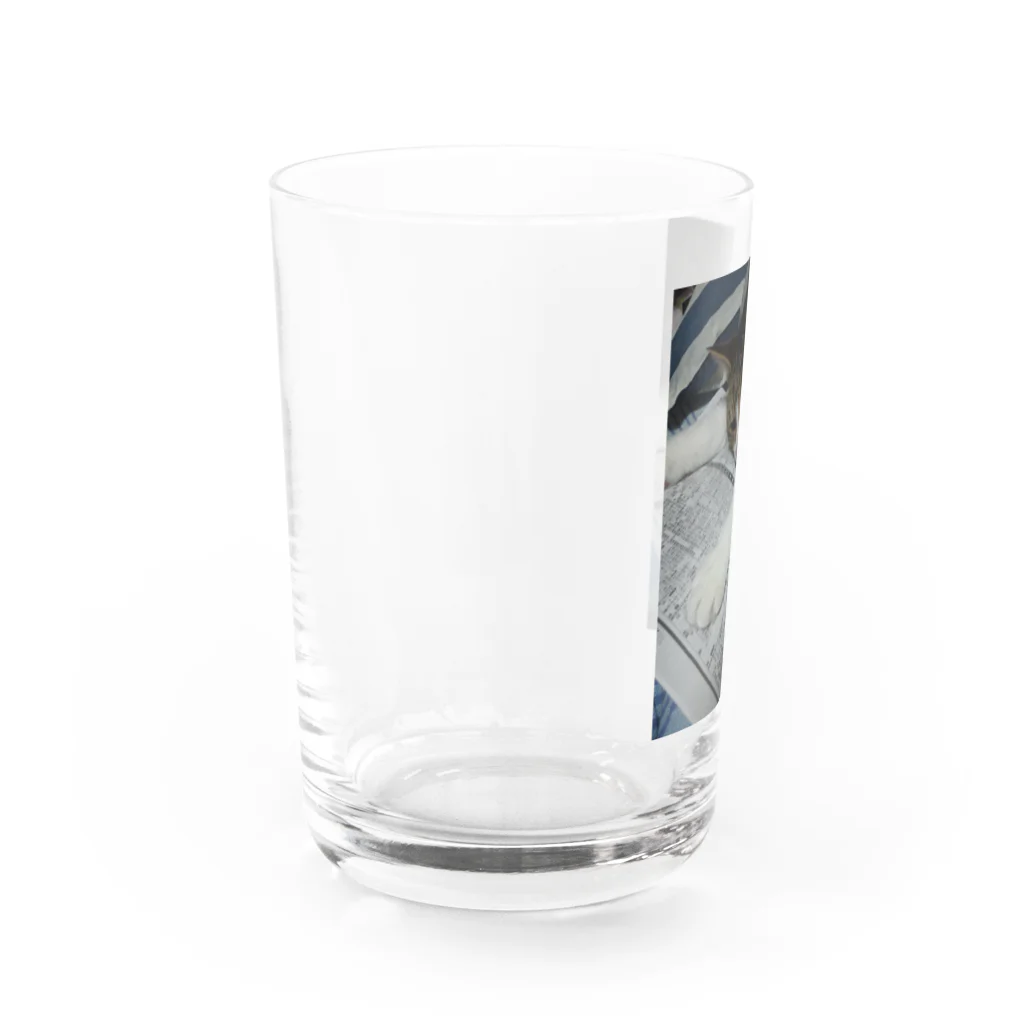 tomomi-covaののびのびネコネコ Water Glass :left