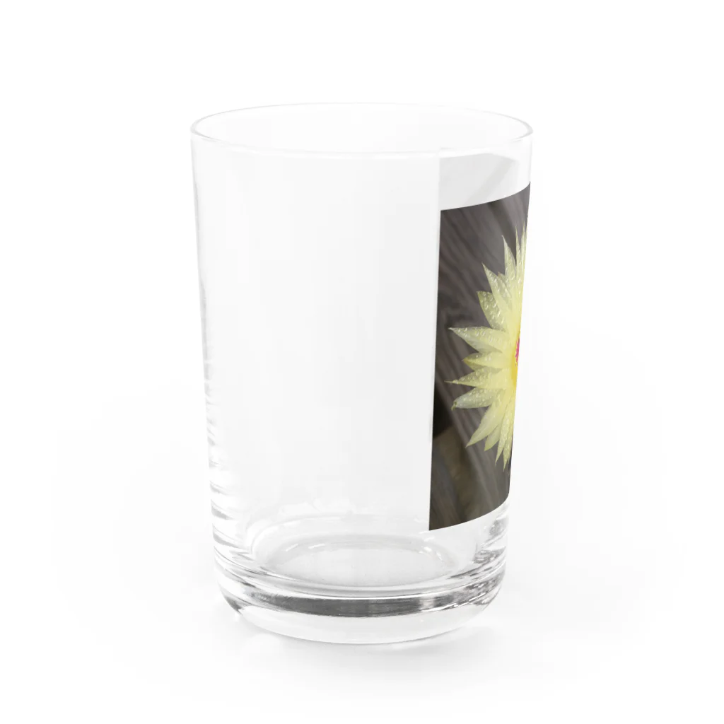 でおきしりぼ子の実験室のサボテンの花 Water Glass :left