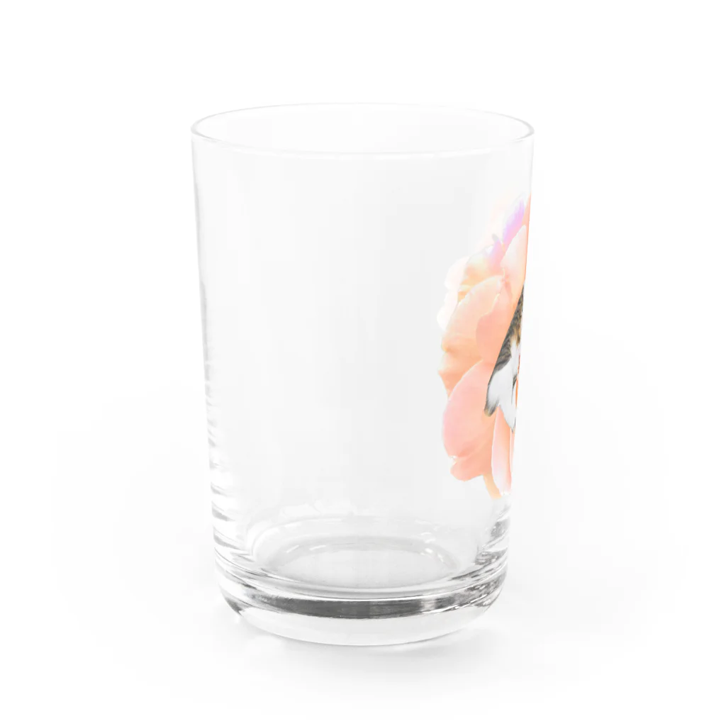 たんぽぽさんのいやし花ねこ Water Glass :left