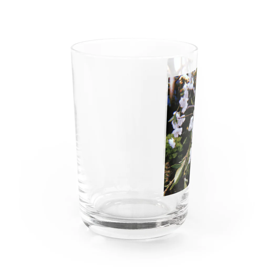 やゆ屋さん。のハナモモ Water Glass :left