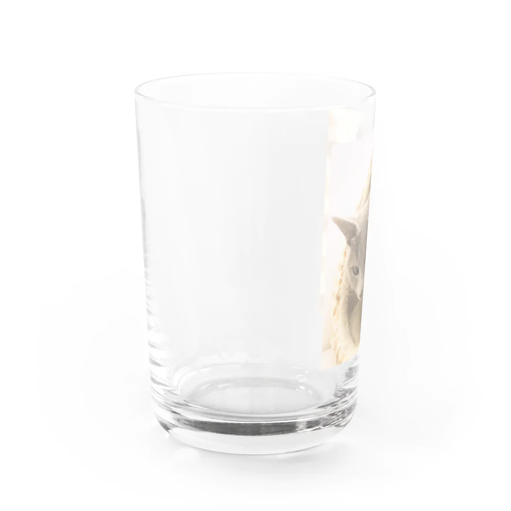 ロシアンブルー小町のお店のロシアンブルー小町_家 Water Glass :left