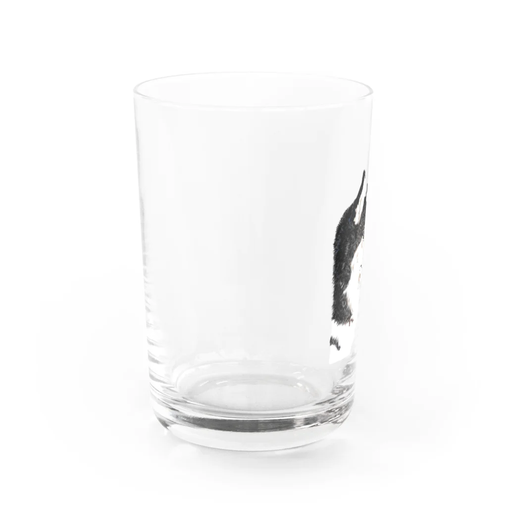 朔のボウルのかっこいいハスキー横顔 Water Glass :left