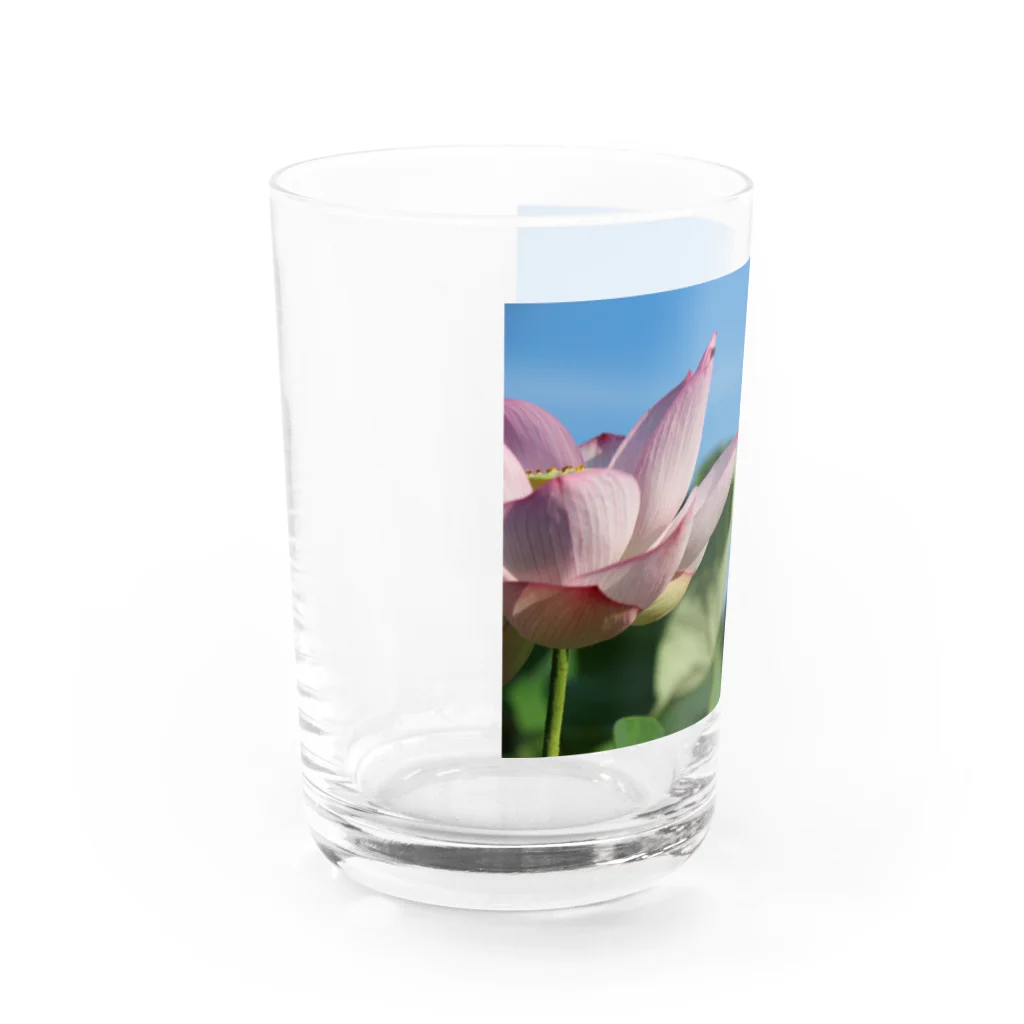 豆たの午前7時の蓮 Water Glass :left