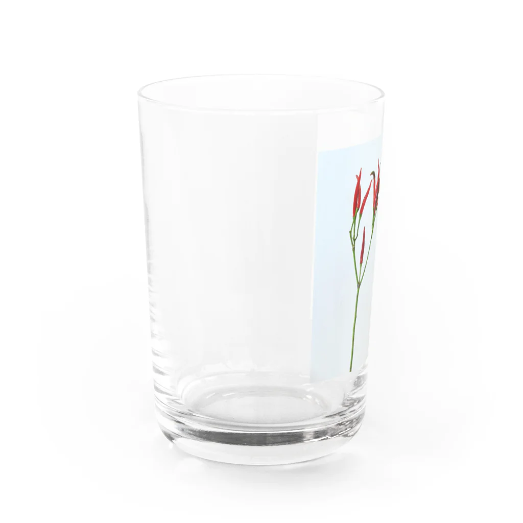 runa のトウガラシ Water Glass :left