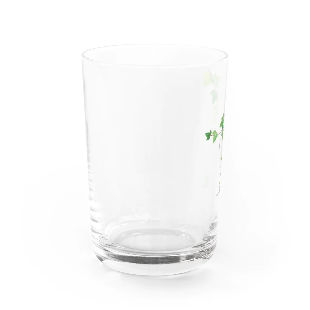 Ashidoriのアイビー Water Glass :left