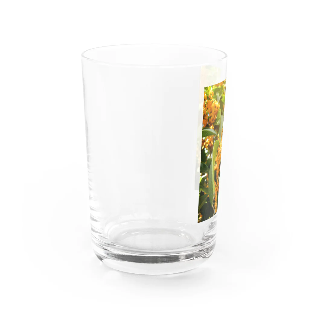 白昼夢のおもひで/【金木犀】 Water Glass :left