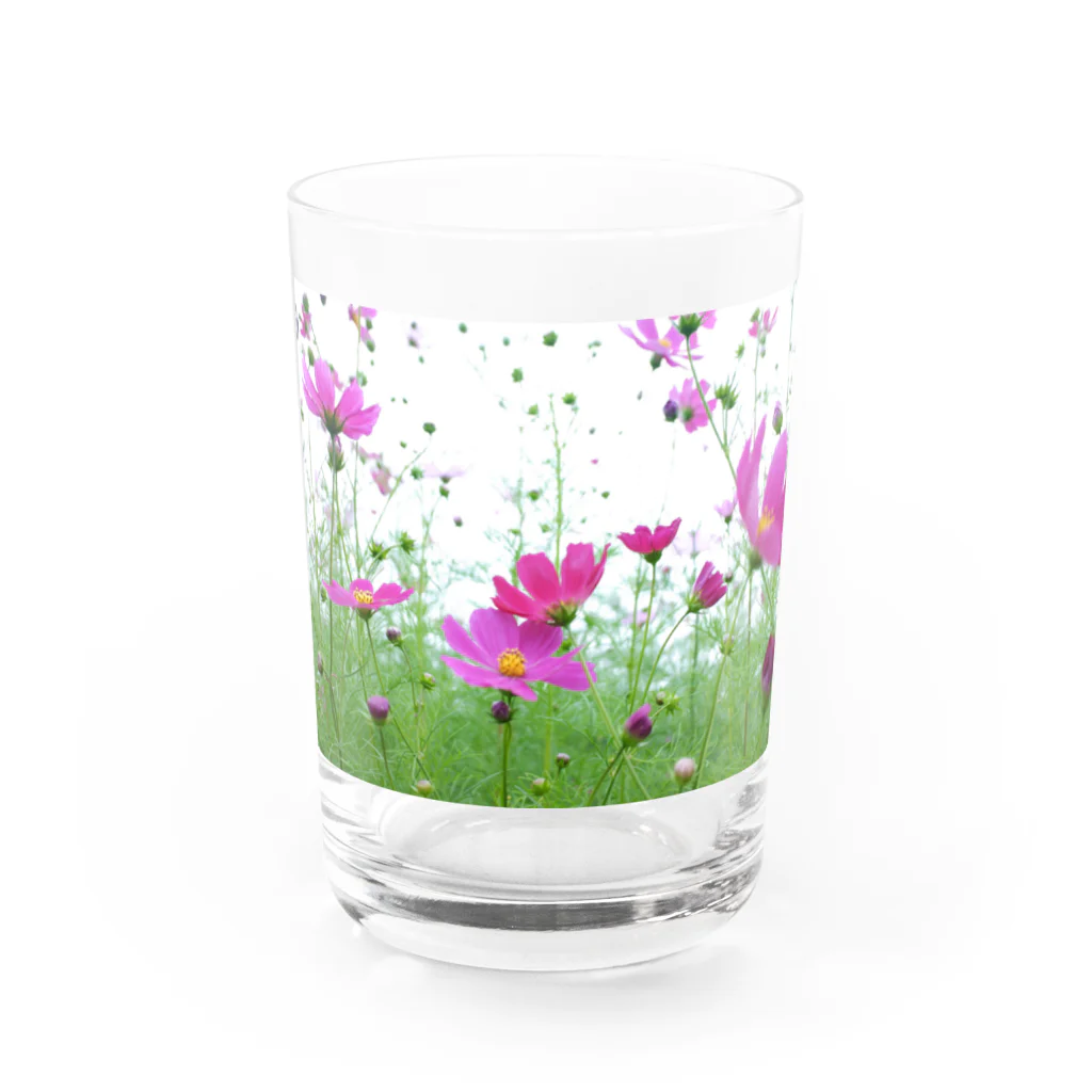 miyupo15のこすもす。秋桜。コスモス。 Water Glass :left