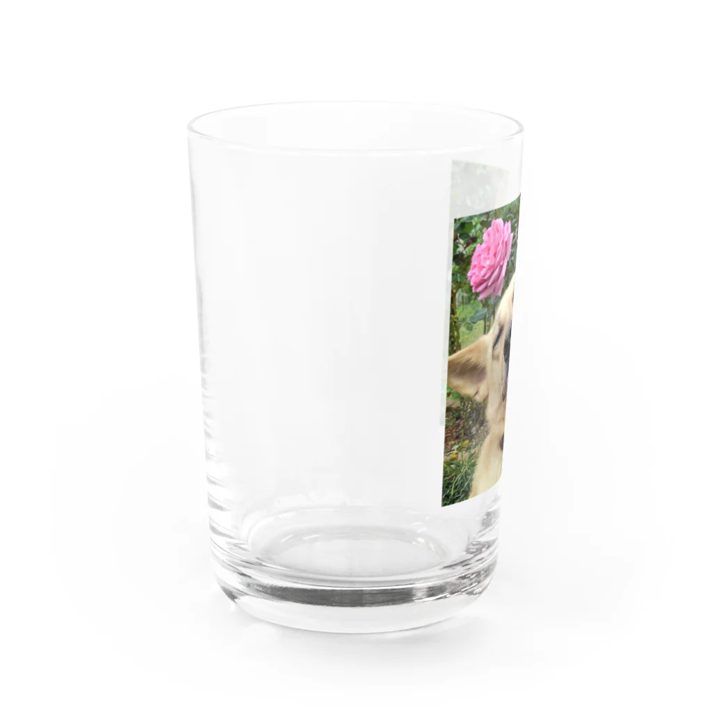 レンココカンカンの三男ココちゃん Water Glass :left