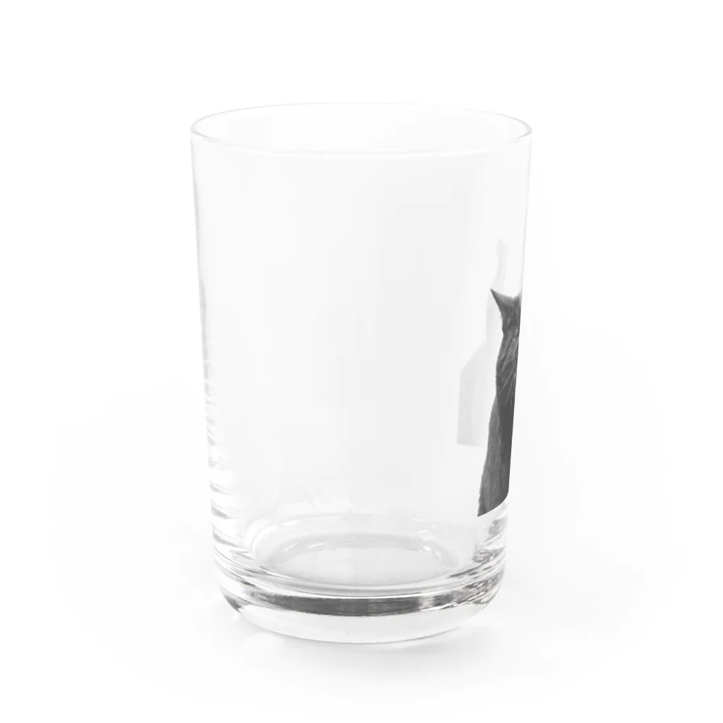 iguana_brosの黒猫がぎゃー Water Glass :left