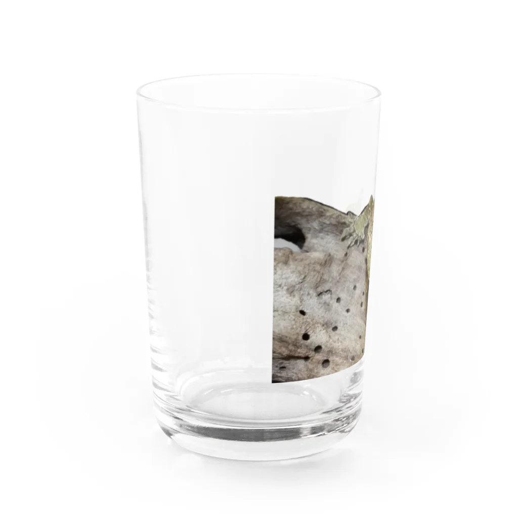 りおの飼育室のマモノのあきらくん Water Glass :left