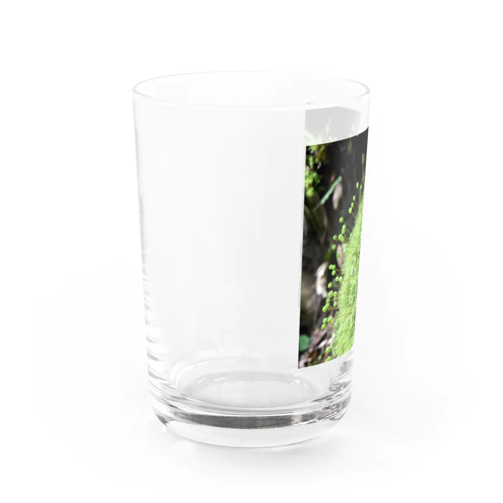 不思議商店の玉ちゃん Water Glass :left