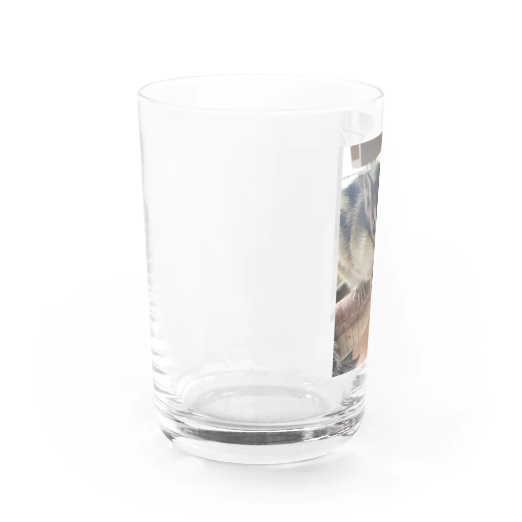 チロ358のシマリスみかん Water Glass :left