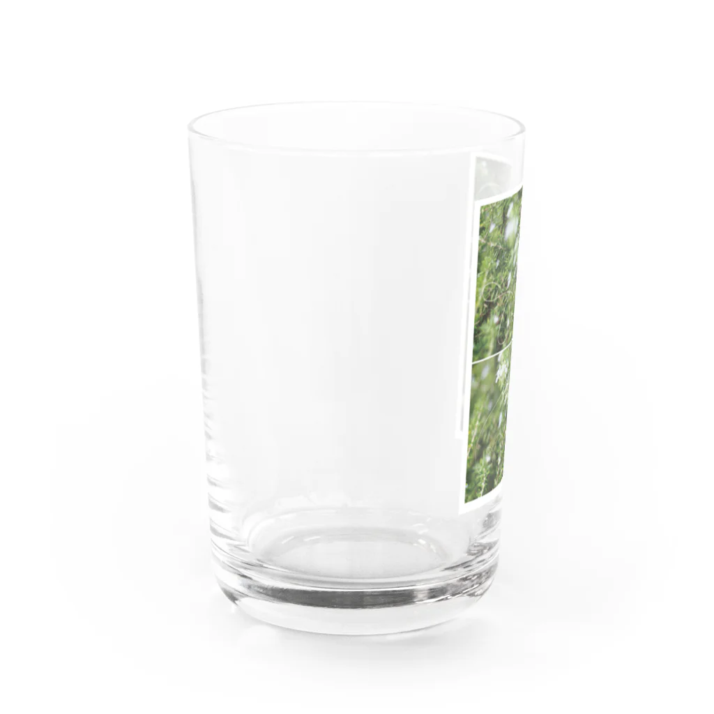 ごんのrosemary Water Glass :left
