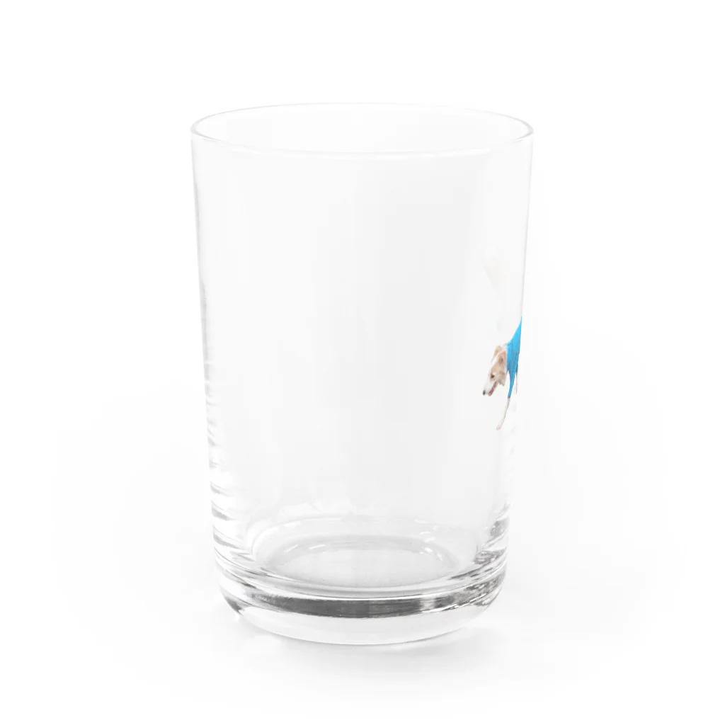 2514家のホッパーのボーダーコリー 僕はホッパー 〜てくてくボディスーツver.〜 Water Glass :left