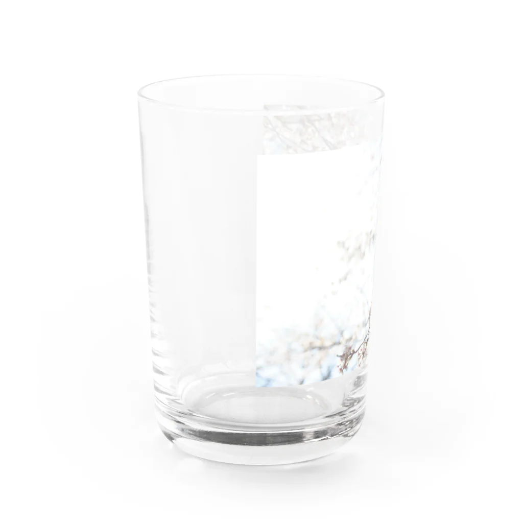 ばりこ@なりこ@ポジティブのさくら Water Glass :left