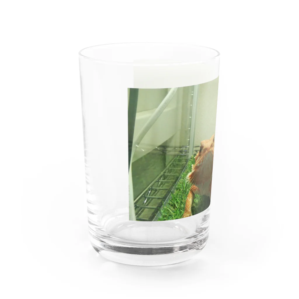 たぬ屋 うちの子多め。のフトアゴふぁぷたん。なぁに？ Water Glass :left