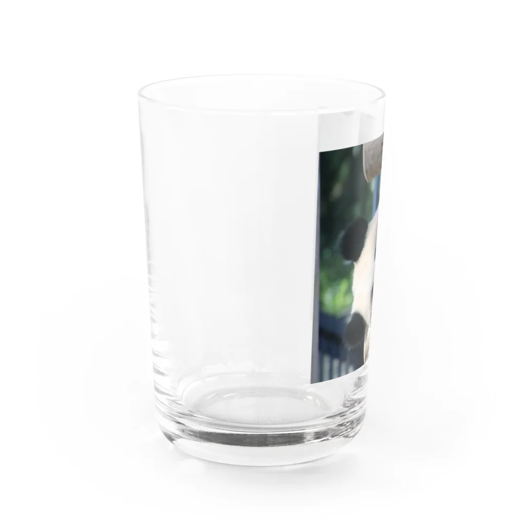 gackeyのひょっこり PANDA Water Glass :left