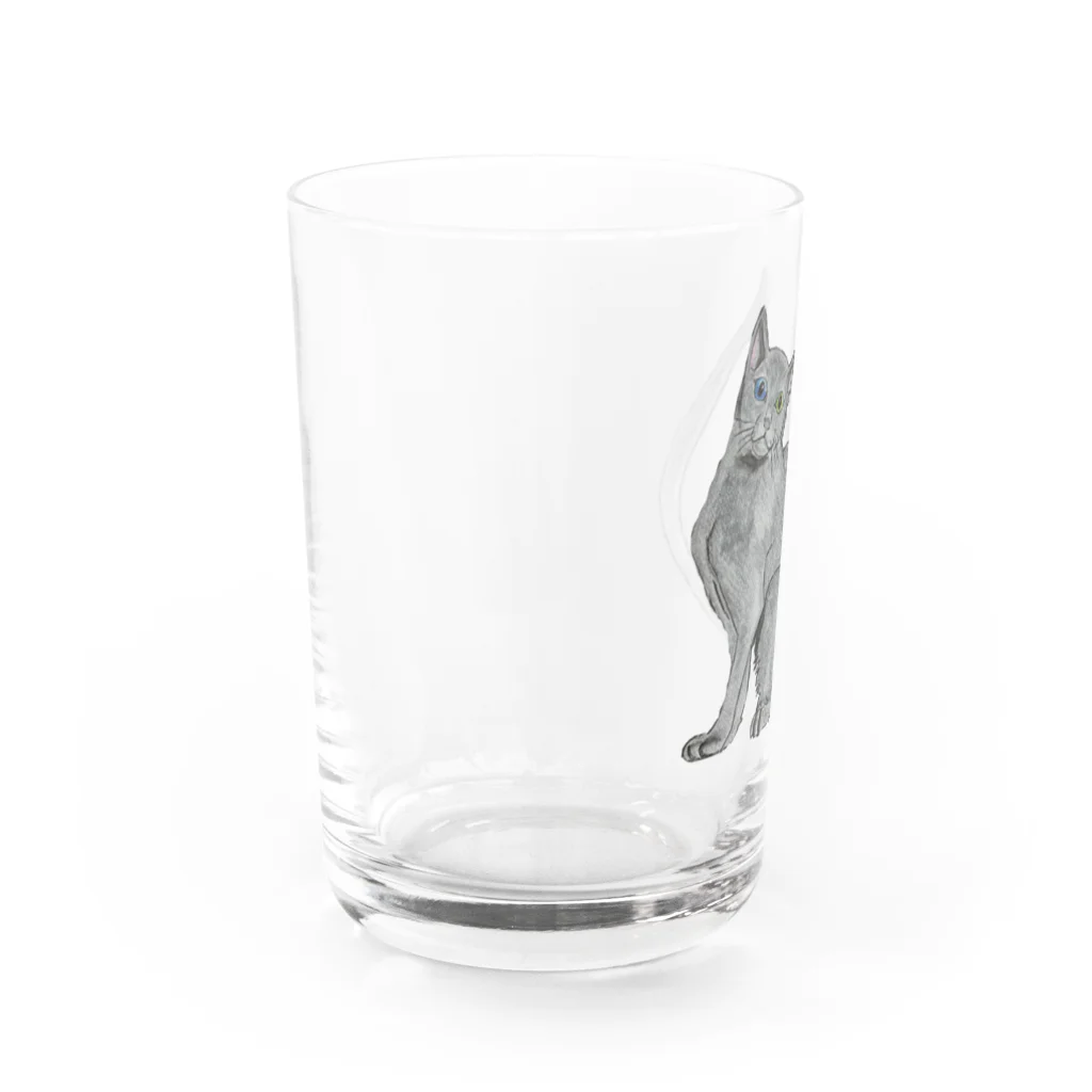 Coshi-Mild-Wildの猫_ロシアンブルー Water Glass :left