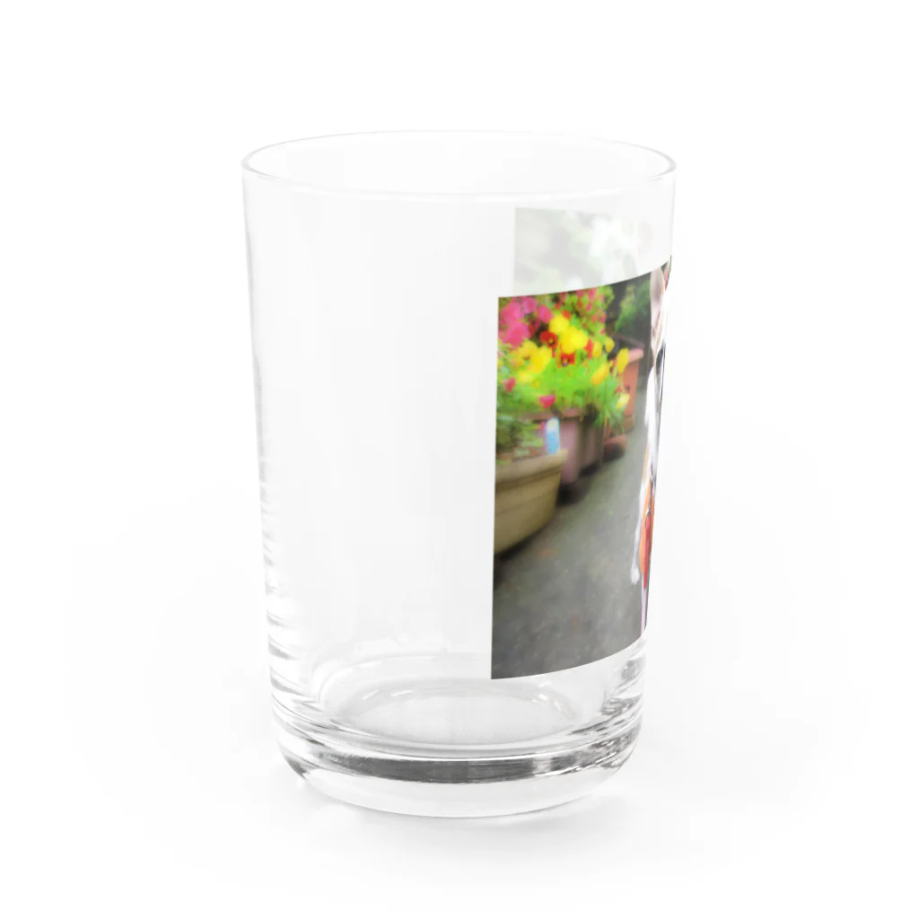 akane_art（茜音工房）のカラフルチワワ（フラワー） Water Glass :left