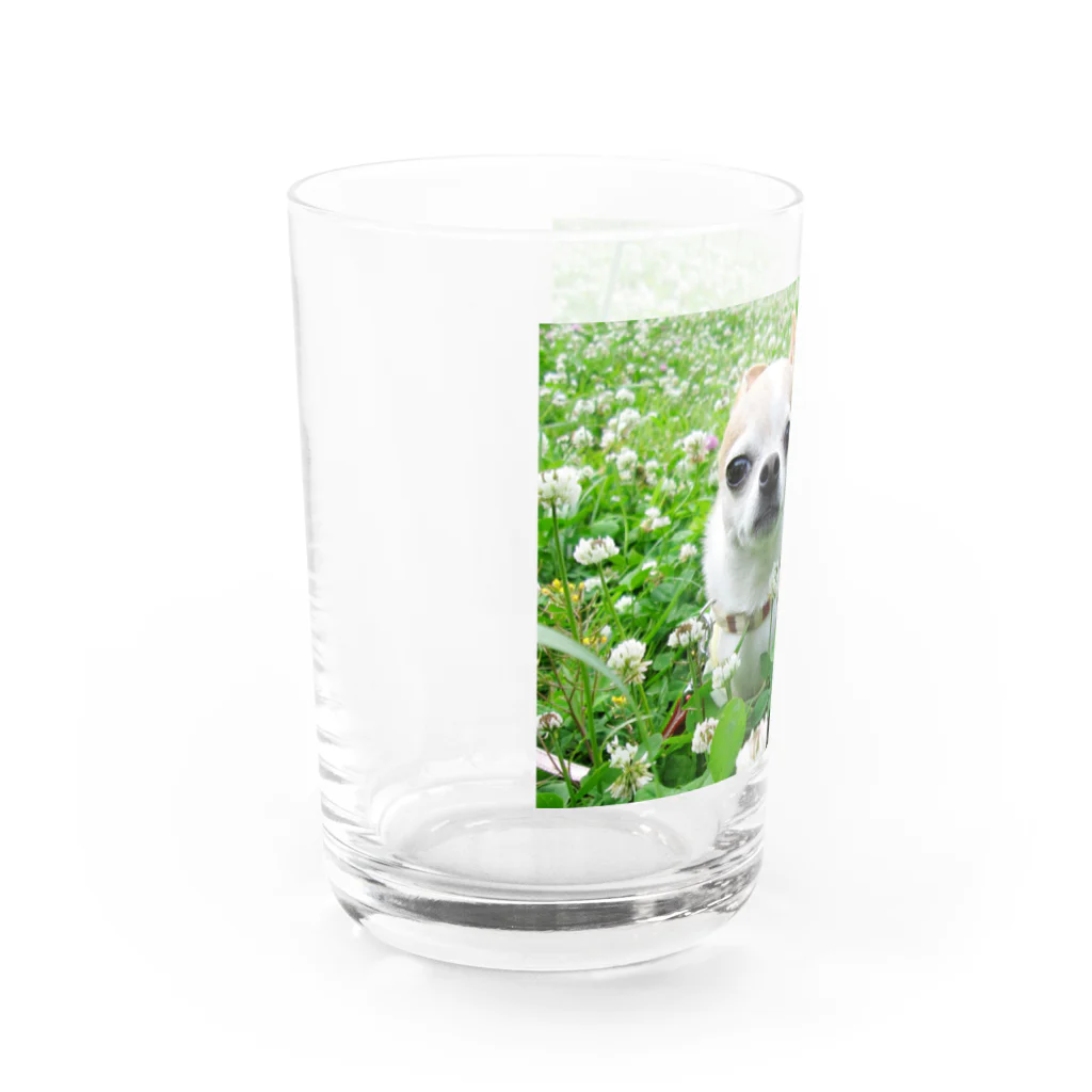 akane_art（茜音工房）のカラフルチワワ（クローバー） Water Glass :left