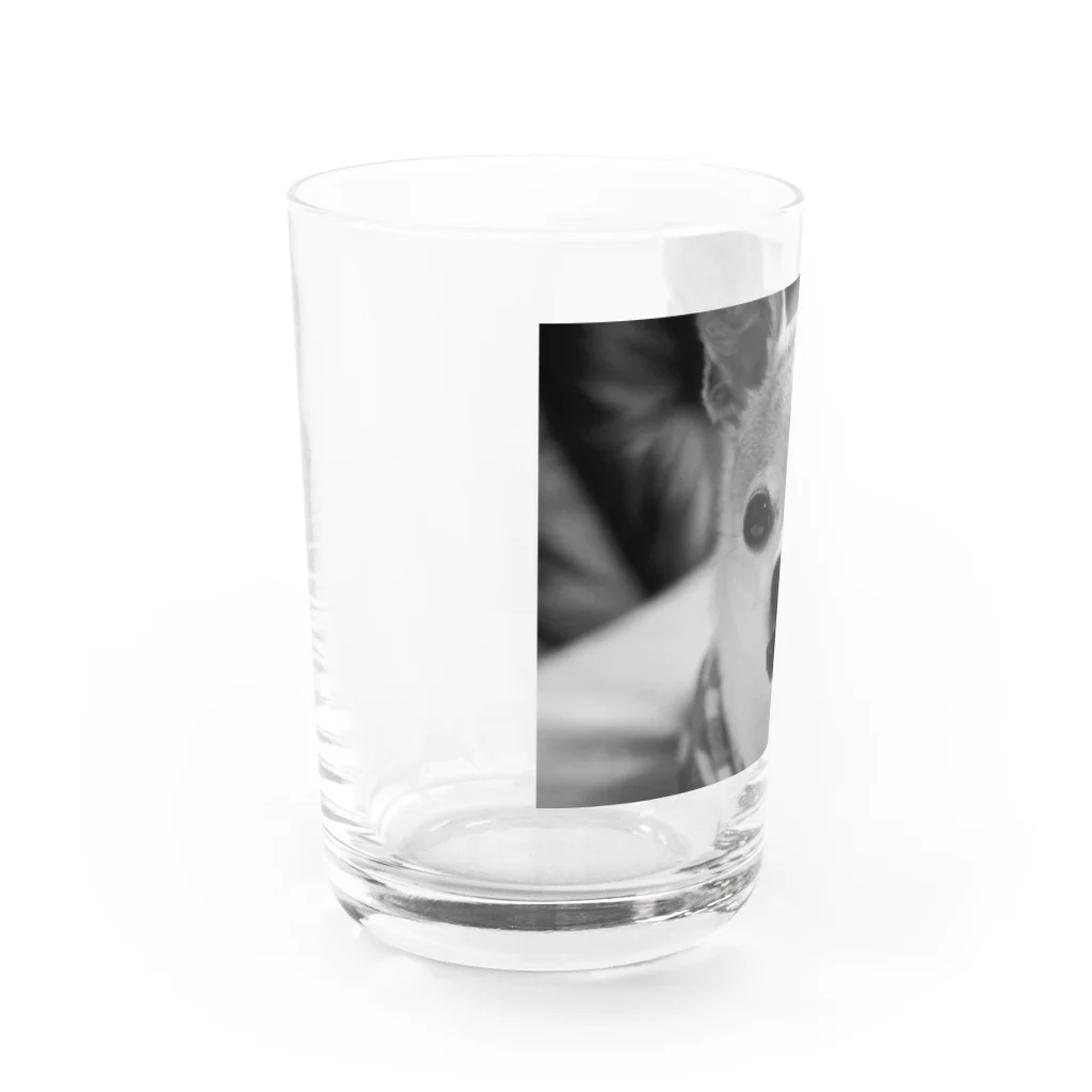 akane_art（茜音工房）のモノクロチワワ（ぺろんちょ） Water Glass :left