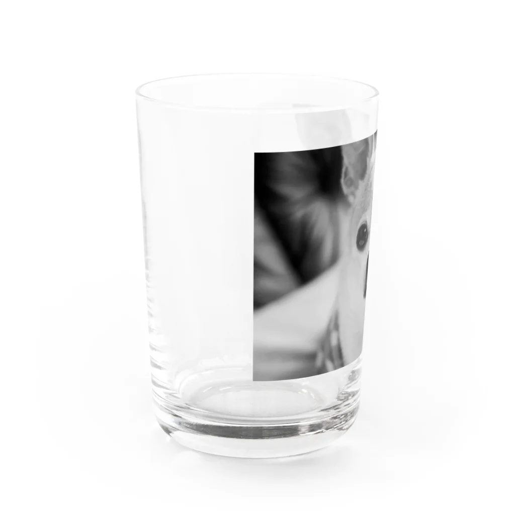 akane_art（茜音工房）のモノクロチワワ（おすまし） Water Glass :left