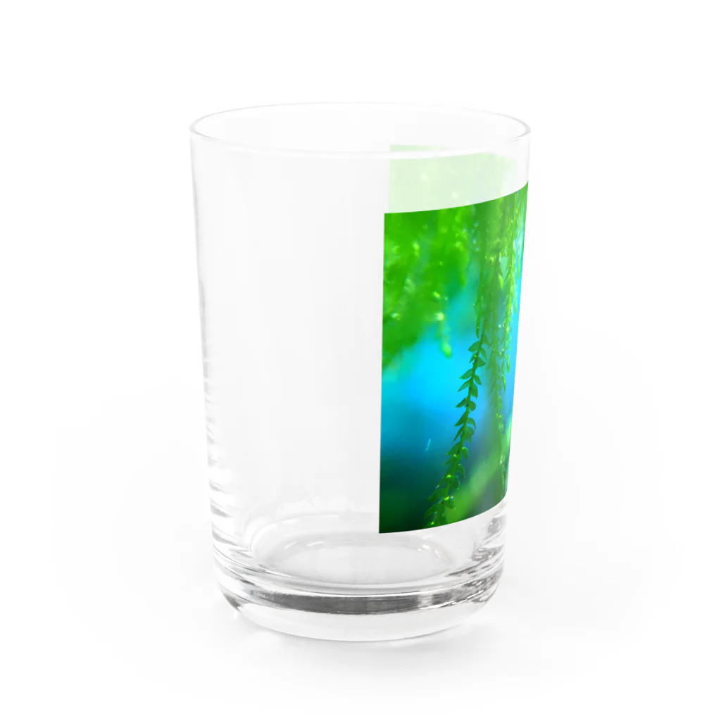 タナツキ商会の美しい水草 Water Glass :left