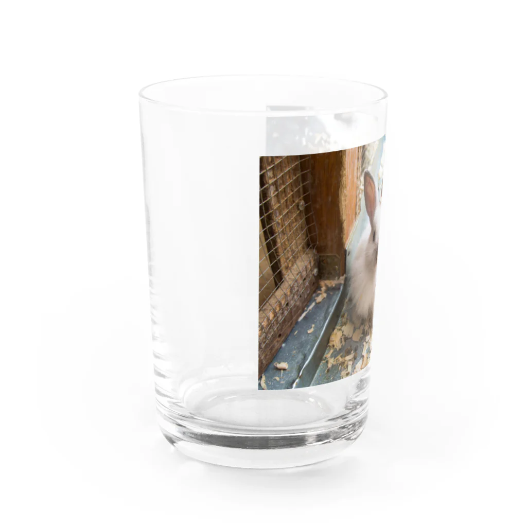 うさぎ×３のうさぎさん Water Glass :left