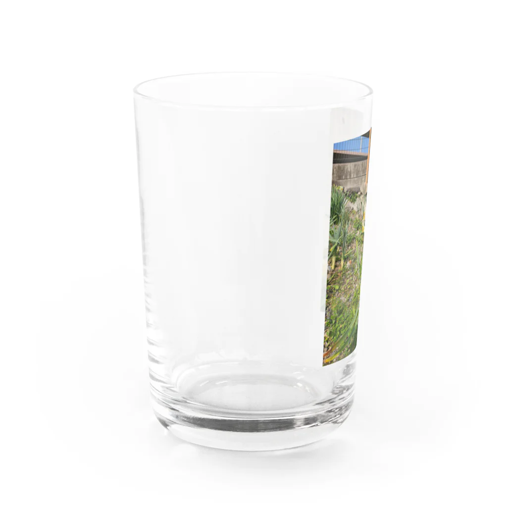 蓮華の春の足音 Water Glass :left