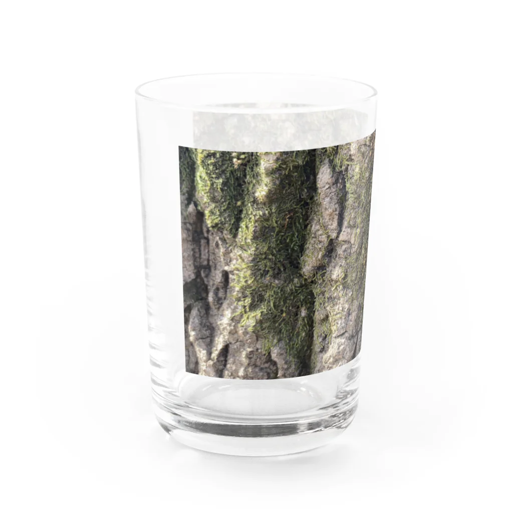 free expressionの歳月を感じる樹木 Water Glass :left