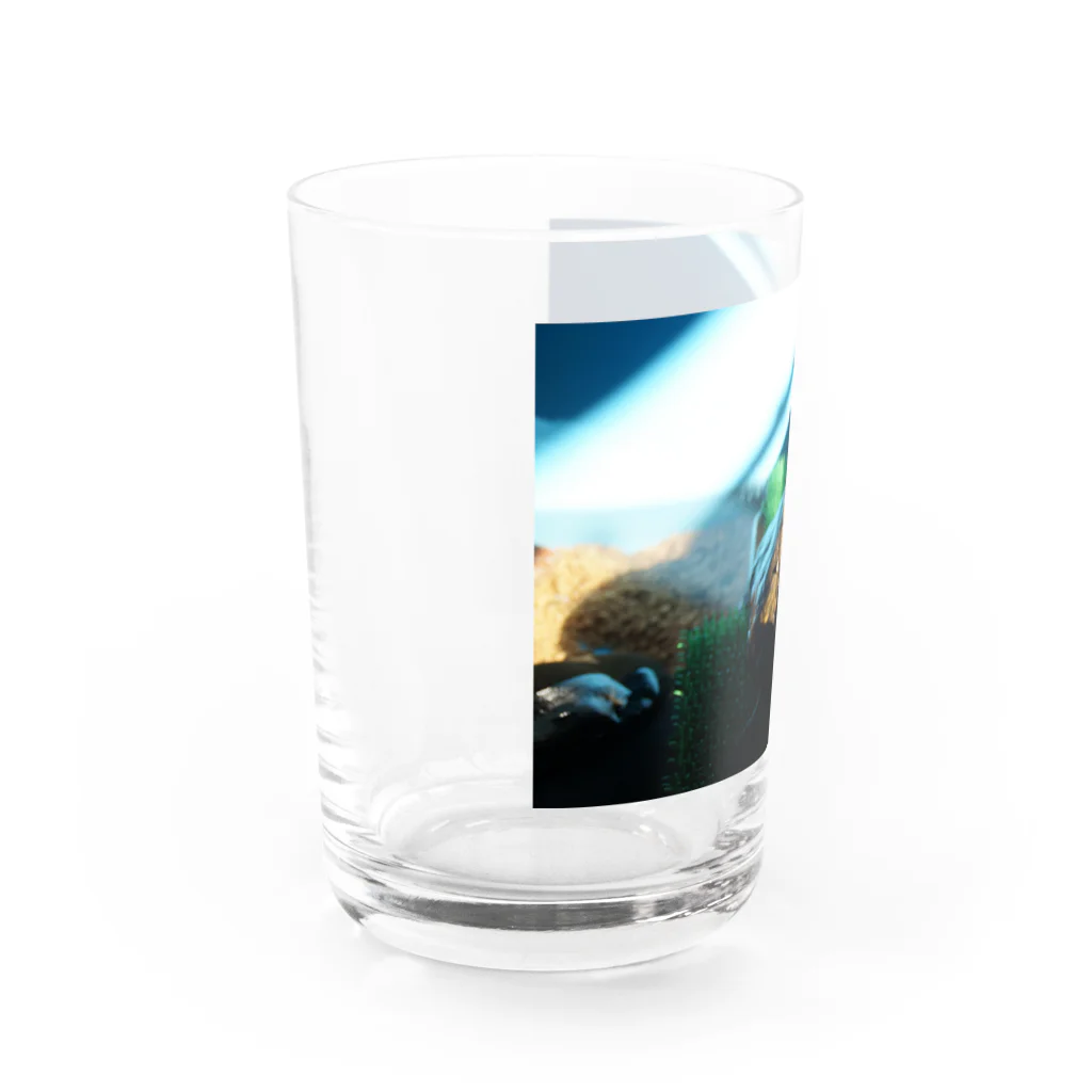 淡水大好きのニホンイシガメのミントちゃん Water Glass :left