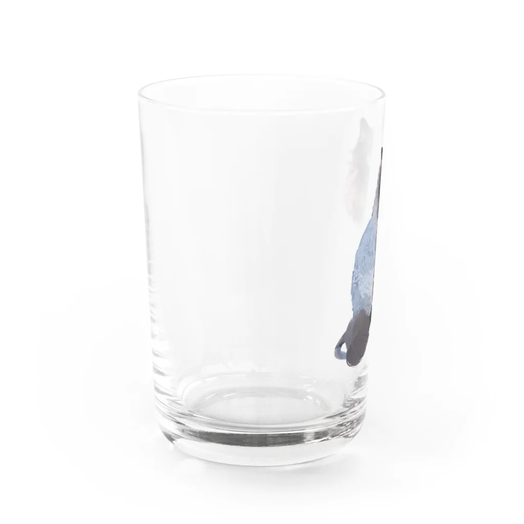 小鳥と映画館のサマーカット セルカークレックス Water Glass :left