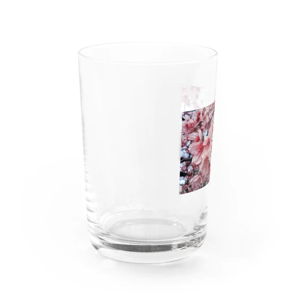 フィルムカメラと花の3月の桜 Water Glass :left