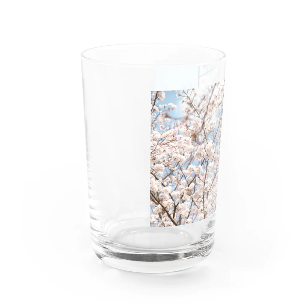 shirohigenoのsaKuraCap Water Glass :left