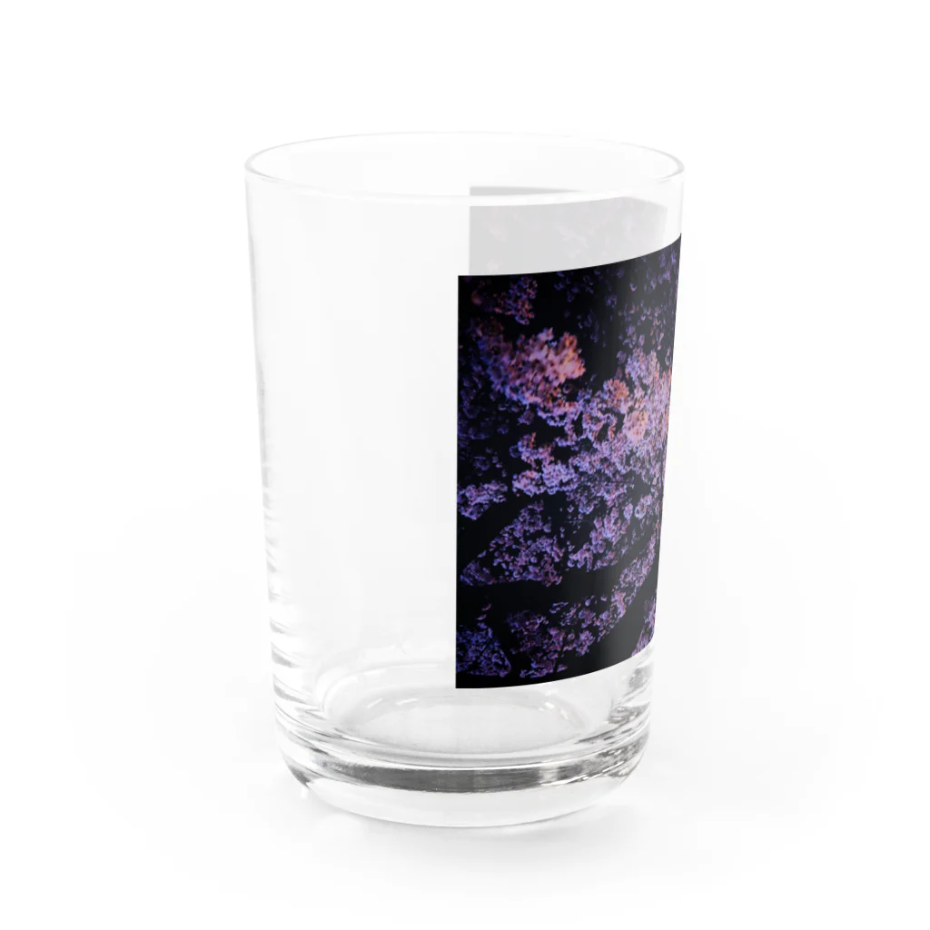 SHOPマニャガハの夜桜満開 Water Glass :left
