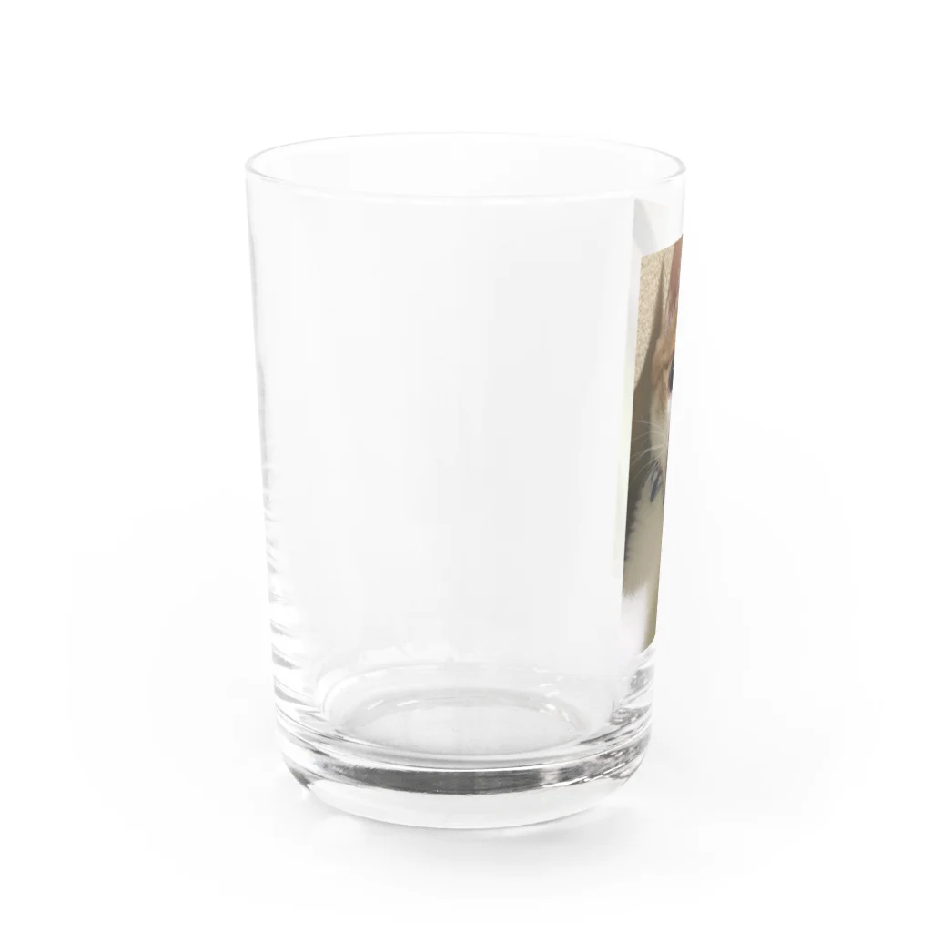 むむ😸🍈(mumu)グッズの茶白猫むむ Water Glass :left