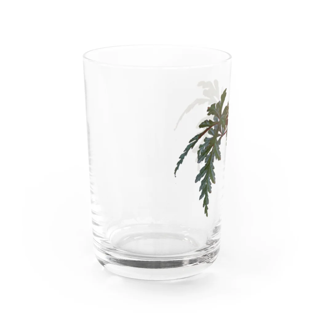 ぴーちゃんのベゴニア ポリロエンシス 熱帯植物 Water Glass :left