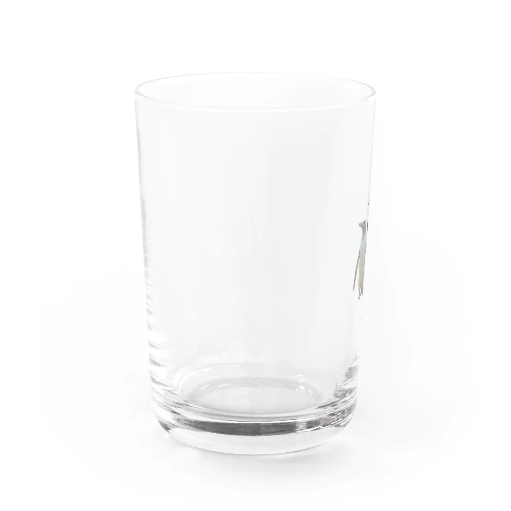 ひであのエディンバラのジェンツーペンギン Water Glass :left