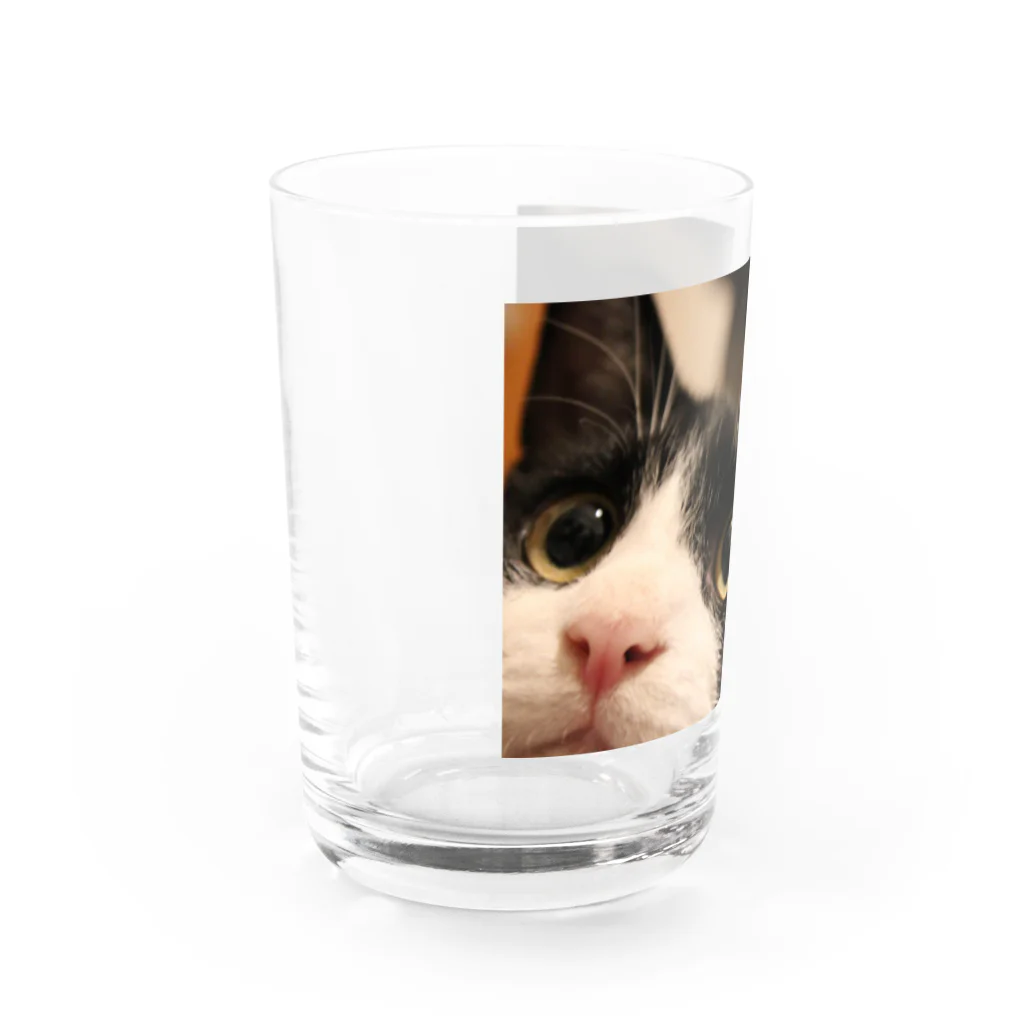 ねこの下僕のぶうちゃん Water Glass :left