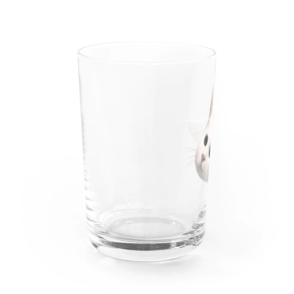 ゆれる銀の白猫の恋ちゃん Water Glass :left