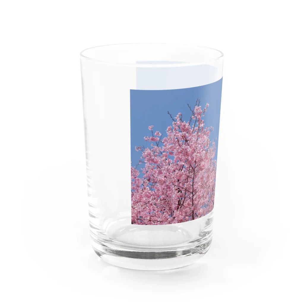 花畑写真館🌷の#2 さくら❁ Water Glass :left